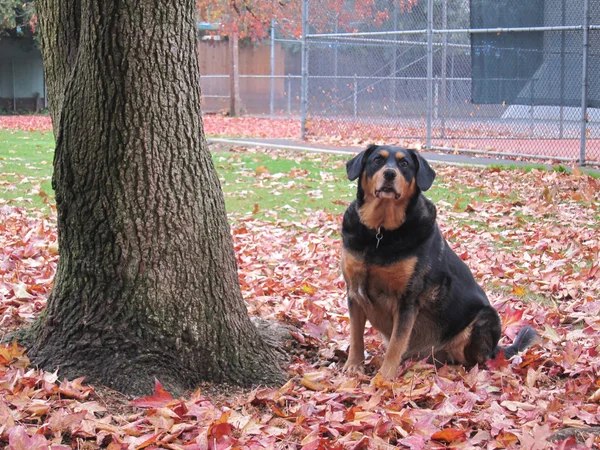 Uyarı köpek sonbahar yaprakları