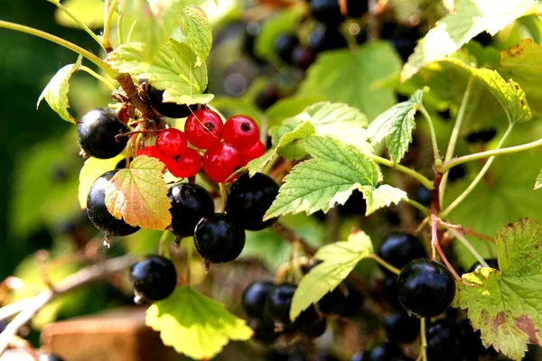 stock image Some currant