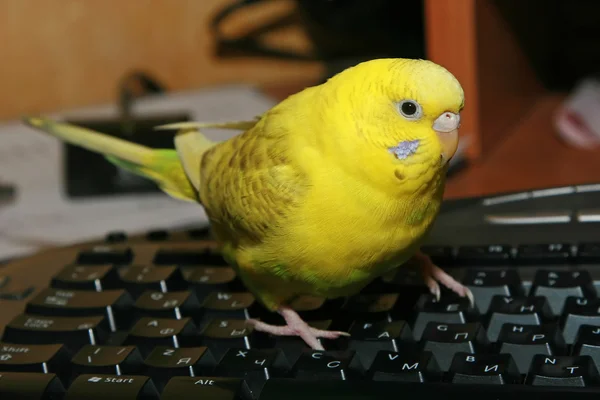 Yellow budgie on black keyboard — Stock Photo, Image