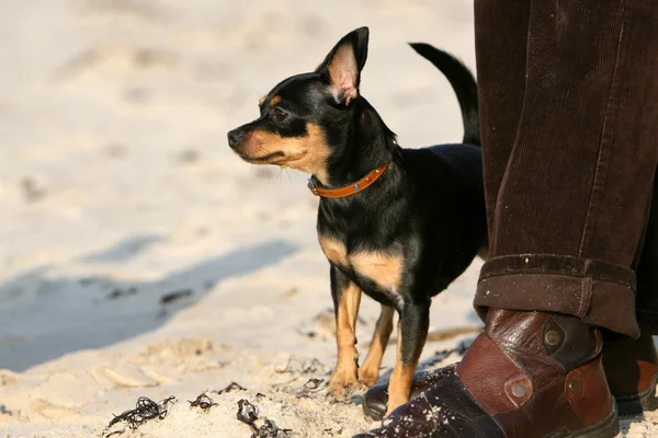Toy terrier nära ägare fötter — Stockfoto