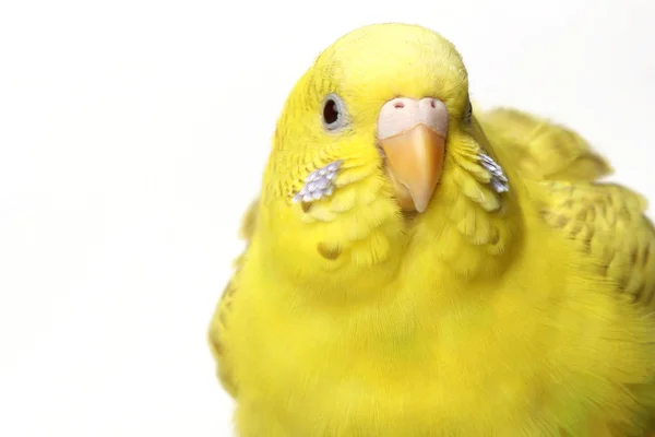 黄色鹦鹉 — 图库照片