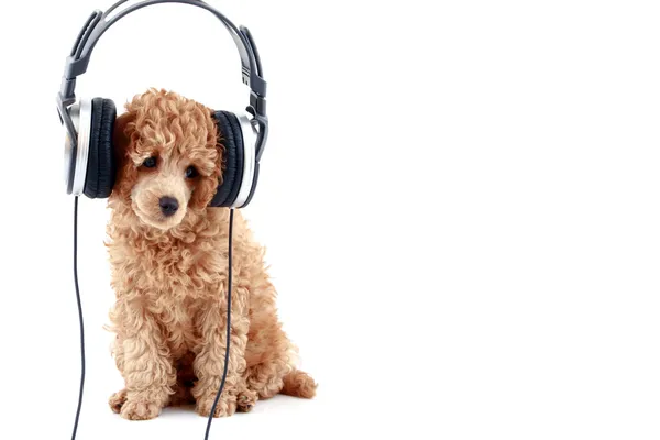 Cãozinho poodle de damasco ouvindo música — Fotografia de Stock