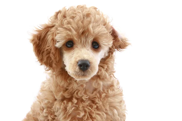 Apricot poodle puppy — Stock Photo, Image