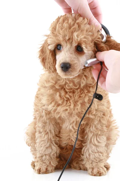 Stock image Apricot poodle puppy on white background