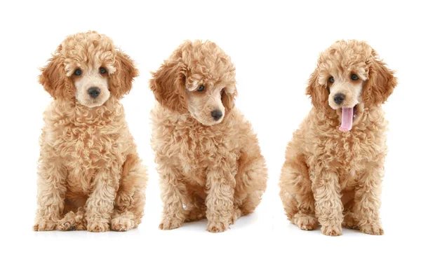 Three apricot poodle puppy — Stock Photo, Image