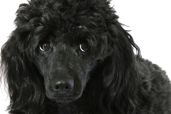 Beyaz arka planda siyah küçük fino köpeği — Stok fotoğraf