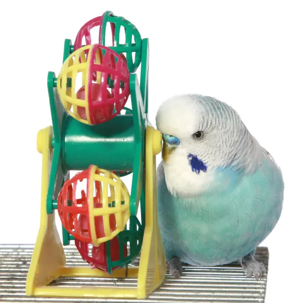 Blue budgerigar on a cage — Stock Photo, Image