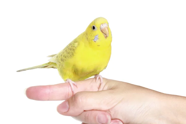 Yellow budgerigar on finger — Stock Photo, Image