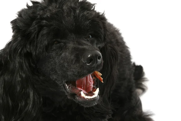 Siyah küçük fino köpeği — Stok fotoğraf