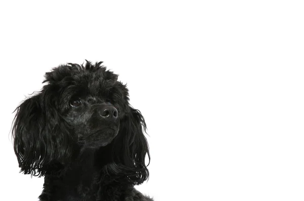 Black, young poodle looks up — Stock Photo, Image