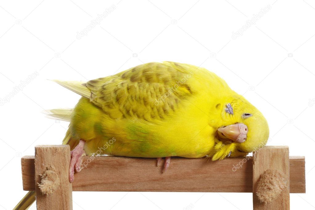 Yellow budgerigar on a branch
