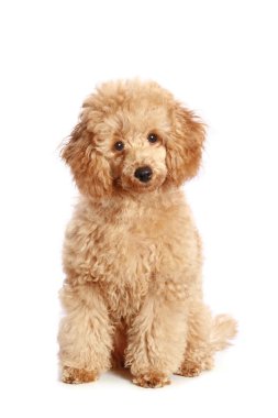 Apricot poodle puppy clipart