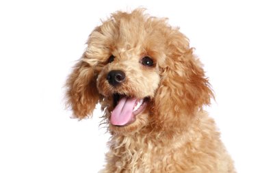 Apricot poodle puppy clipart