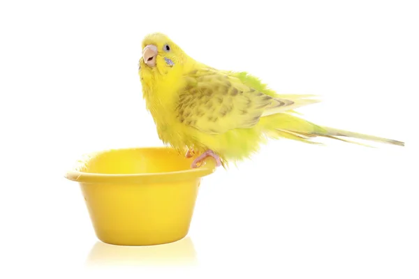 Жовтий хвилястий Папужка — стокове фото