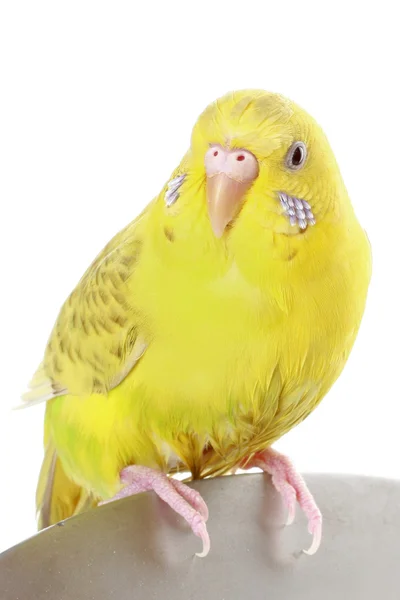 Periquito amarillo — Foto de Stock