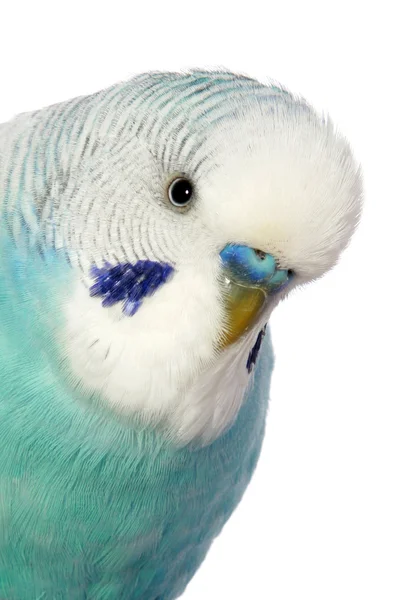 Close-up portrait of a budgerigar — Stock Photo, Image