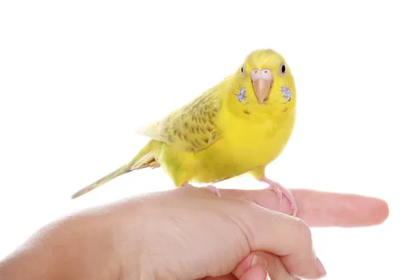 Желтый попугай на пальце — стоковое фото