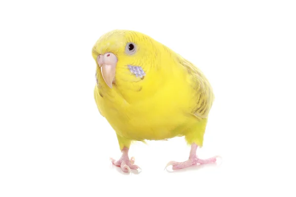 Жовтий хвилястий Папужка — стокове фото