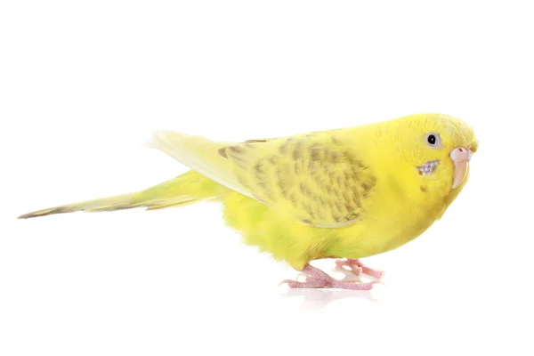 Periquito amarillo — Foto de Stock