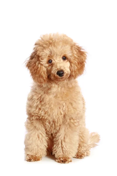 Filhote de cachorro poodle de damasco Fotos De Bancos De Imagens Sem Royalties