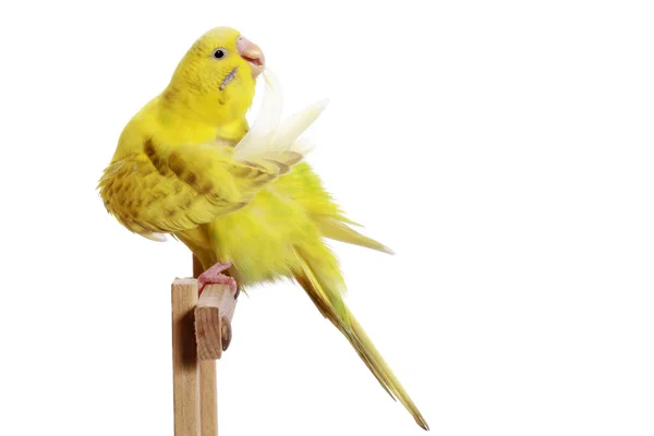 Budgerigar on a branch cleans feathers — Stock Photo, Image