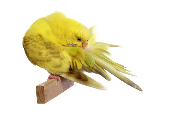 Κίτρινο Παπαγάλοι κυματιστές — Φωτογραφία Αρχείου