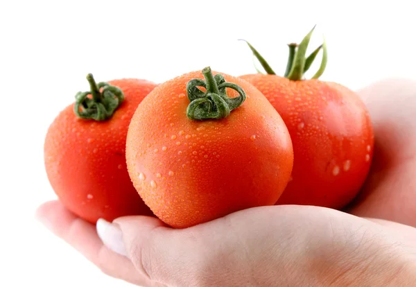 Trzy świeże pomidory czerwone — Zdjęcie stockowe