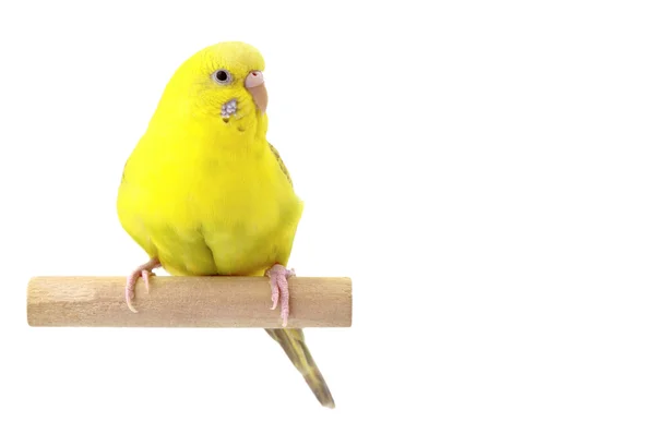 Sarı muhabbet kuşu — Stok fotoğraf