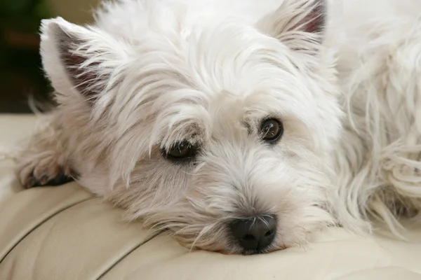Cãozinho Terrier branco — Fotografia de Stock