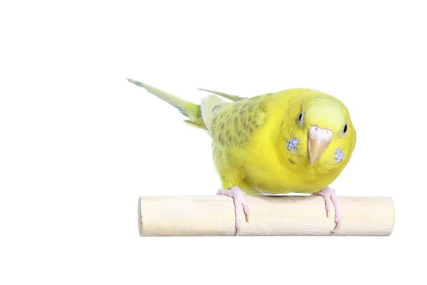 Yellow budgerigar — Stock Photo, Image