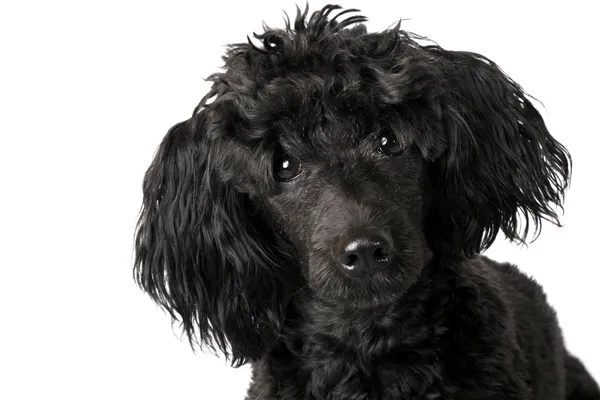 黑色贵宾犬 — 图库照片