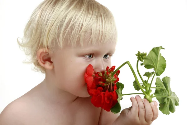 Menino cheira uma flor vermelha — Fotografia de Stock
