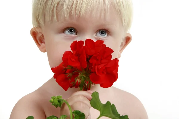 Μικρό αγόρι μυρίζει ένα κόκκινο λουλούδι — Φωτογραφία Αρχείου