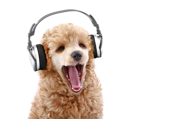 Poedel pup luisteren naar muziek — Stockfoto