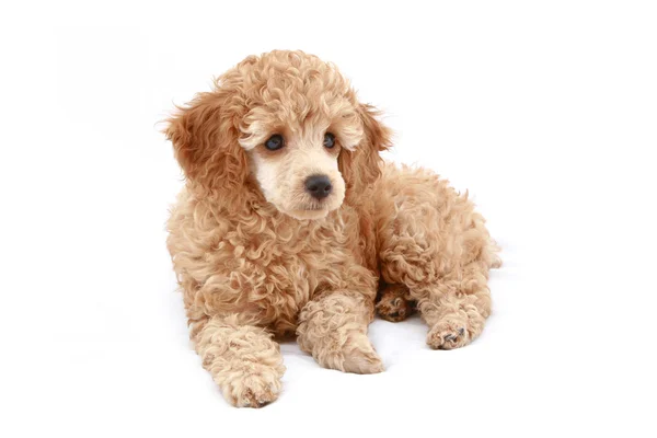 Apricot poodle puppy series — Stock Photo, Image