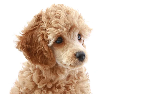 Retrato de belo poodle de damasco — Fotografia de Stock