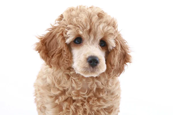 Apricot poodle puppy (series) — Stock Photo, Image
