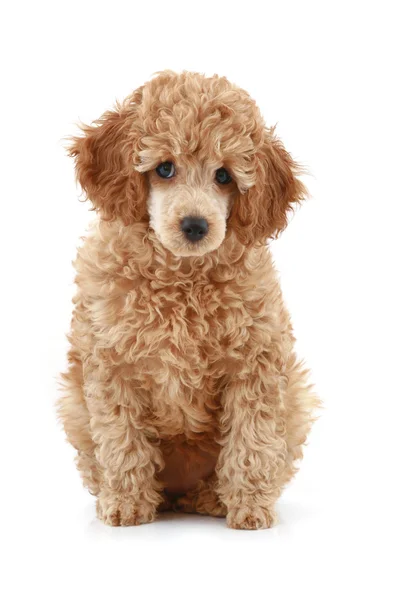 Apricot poodle puppy series — Stock Photo, Image