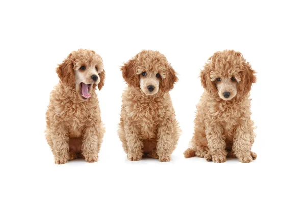 Três filhote de cachorro poodle de damasco (série ) — Fotografia de Stock