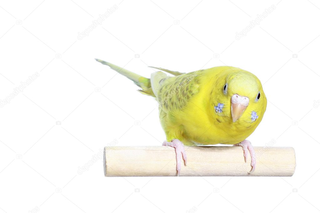 Yellow budgerigar