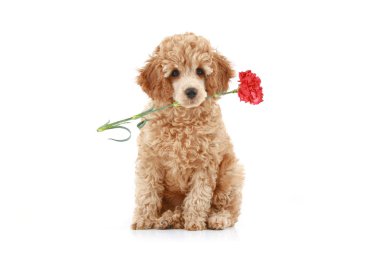 Apricot poodle puppy with red carnation clipart