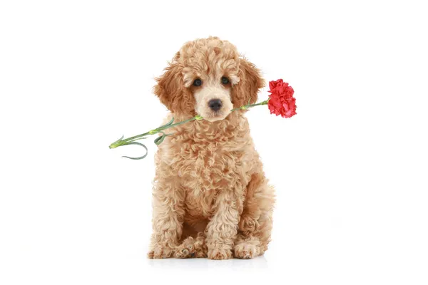 Cãozinho poodle de damasco com cravo vermelho — Fotografia de Stock