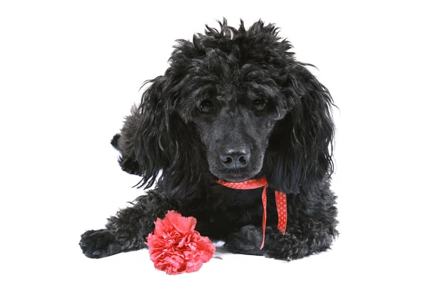 Black poodle with red carnation — Stock Photo, Image