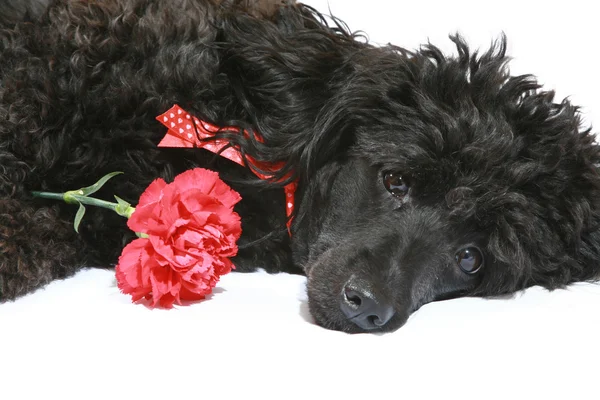 Black poodle with red carnation — Stock Photo, Image