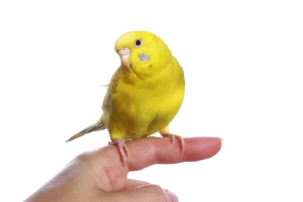 Yellow budgerigar on a finger — Stock Photo, Image