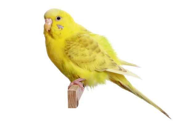 Yellow budgerigar on a branch — Stock Photo, Image