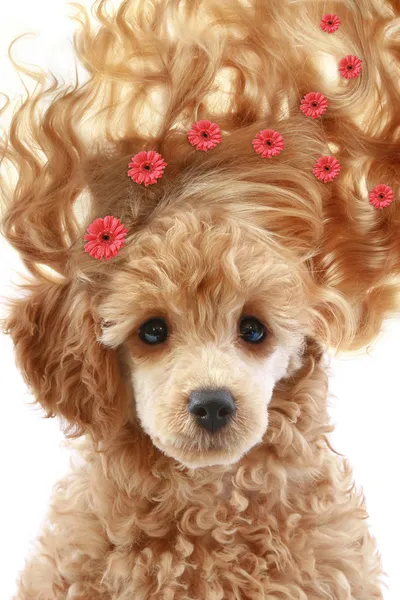 Βερίκοκο poodle κουτάβι με μακριά μαλλιά — Φωτογραφία Αρχείου
