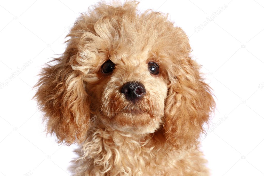 Close-up, apricot poodle puppy