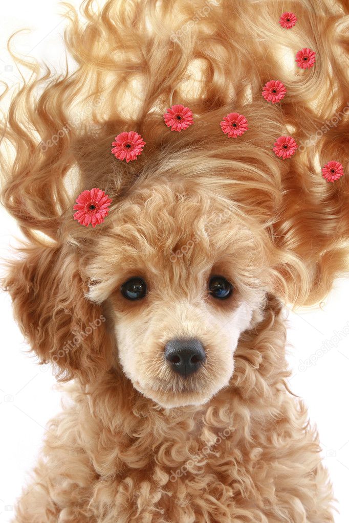Apricot poodle puppy with long hair