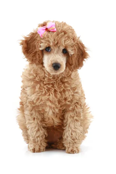 Poodle con lazo rosa — Foto de Stock